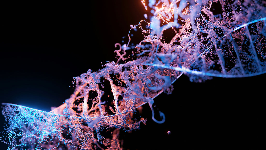 Decoding Aging: The Role of DNA Damage and Cellular Decline